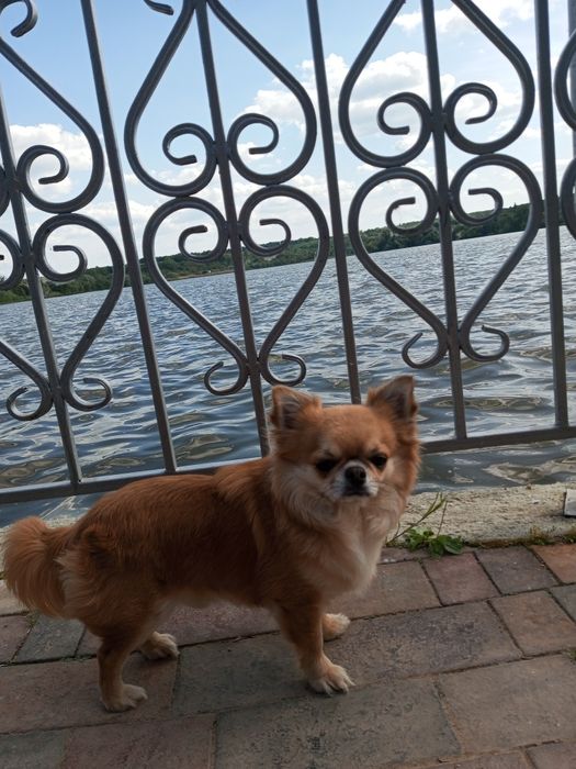 Жених Чихуа Хуа горячий мужчина