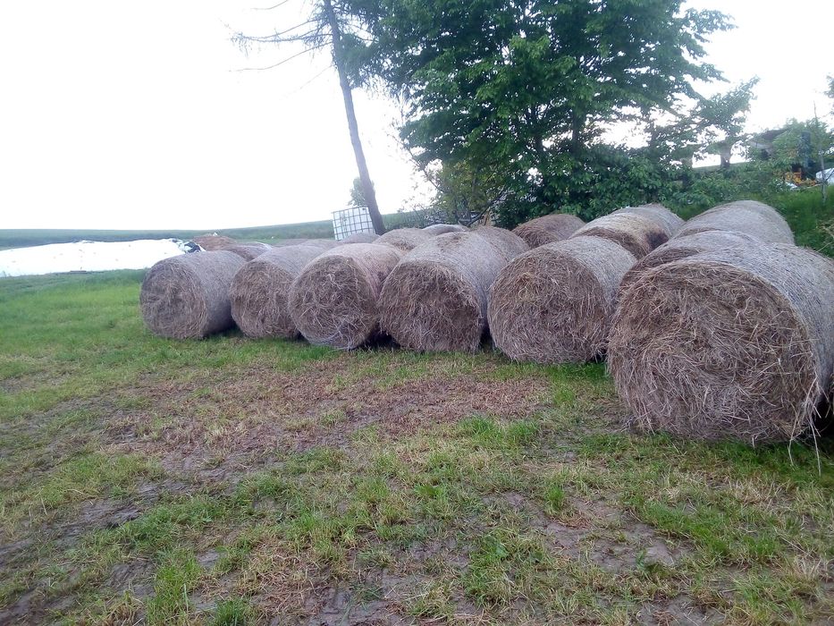 Siano ze zbioru 2024