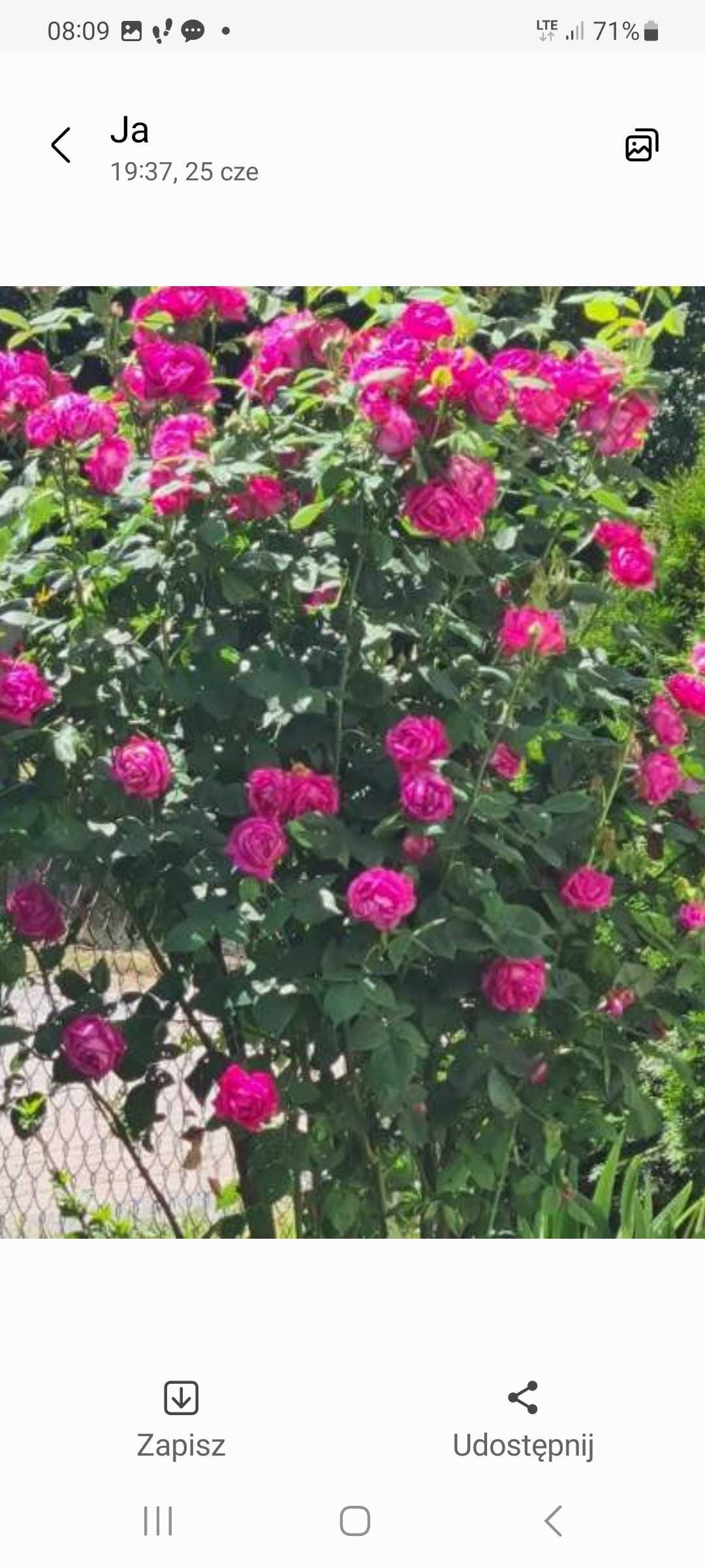 Purpurowa róża - sadzonka