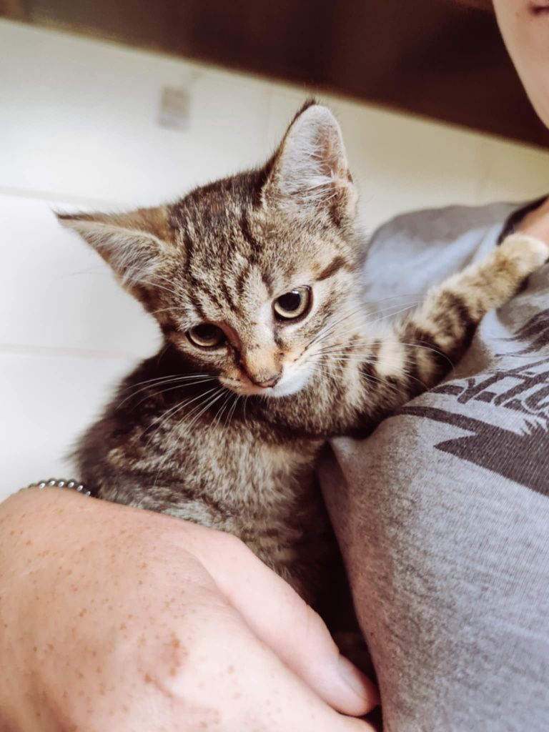 Kotka do adopcji