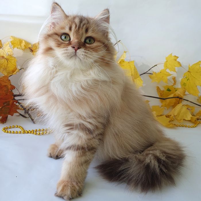 Киев Кошечка британка шоколадного окраса. Котята, котенок, котик