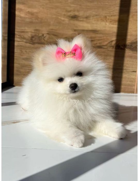 Spitz / Lulu Pomerânia mini