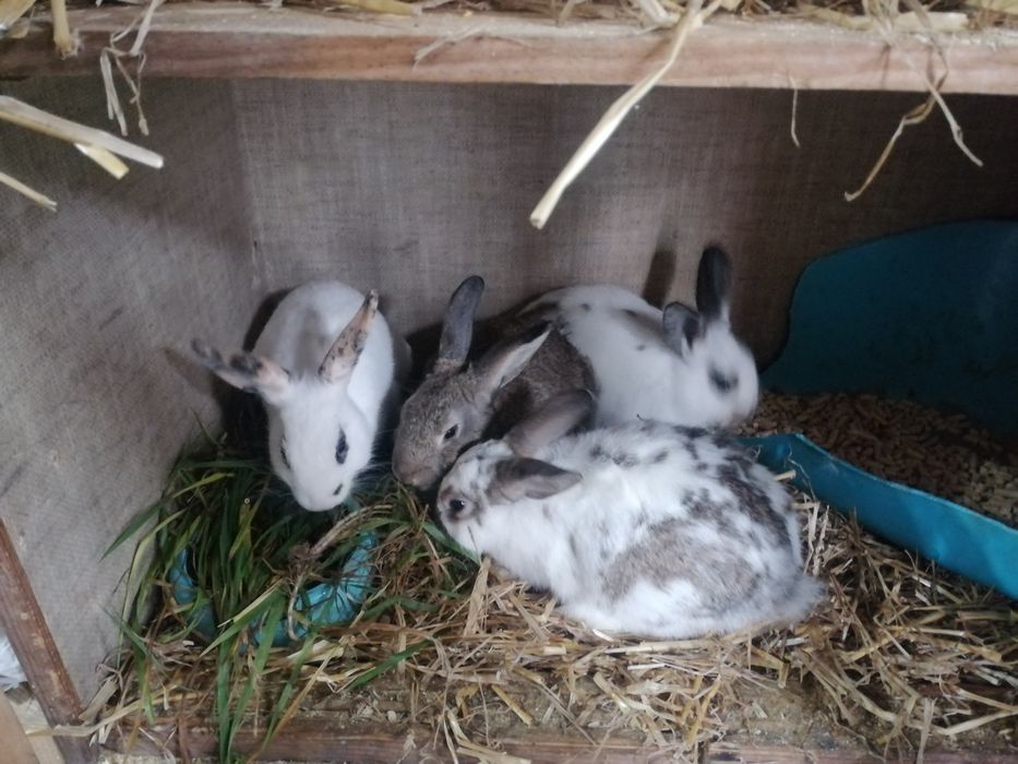 Oddam za darmo króliki