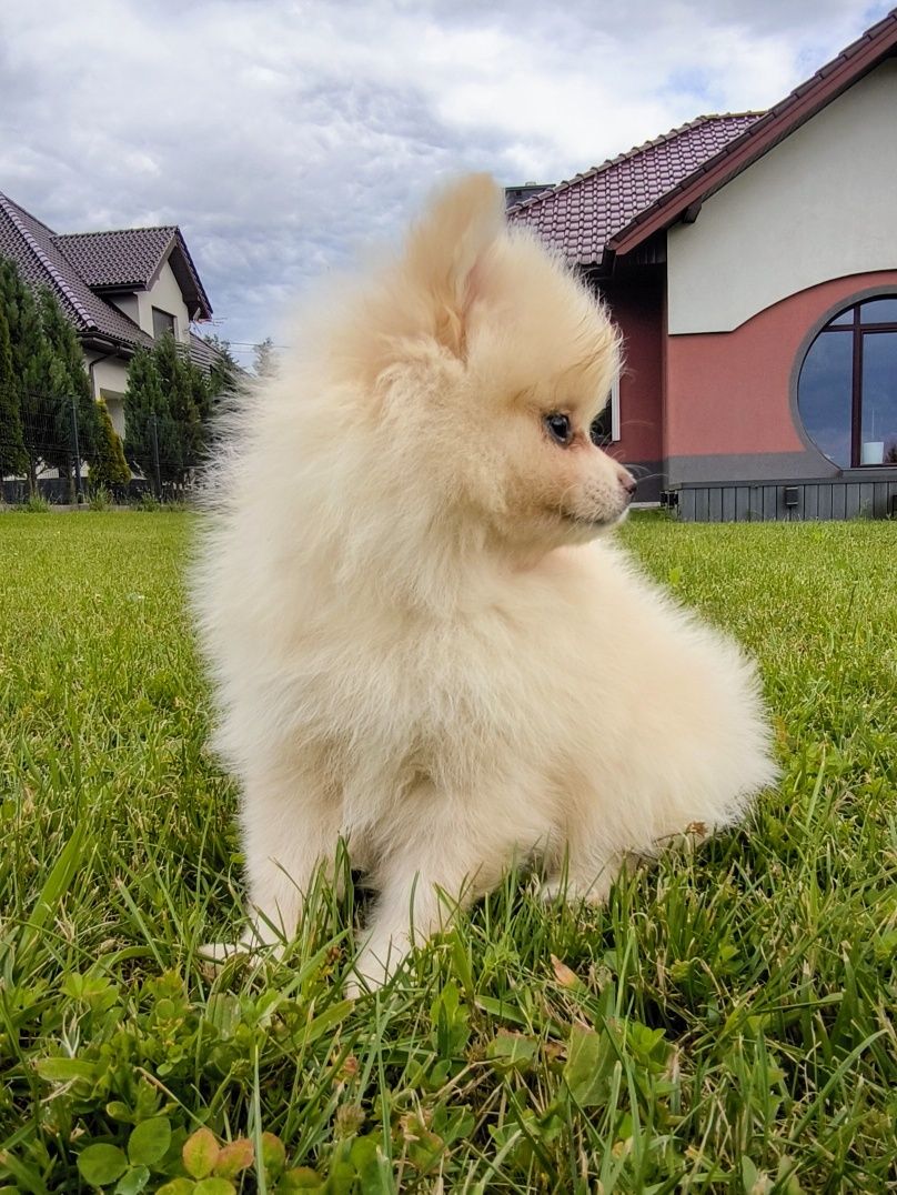 Szpic miniaturowy pomeranian biała latte dziewczynka