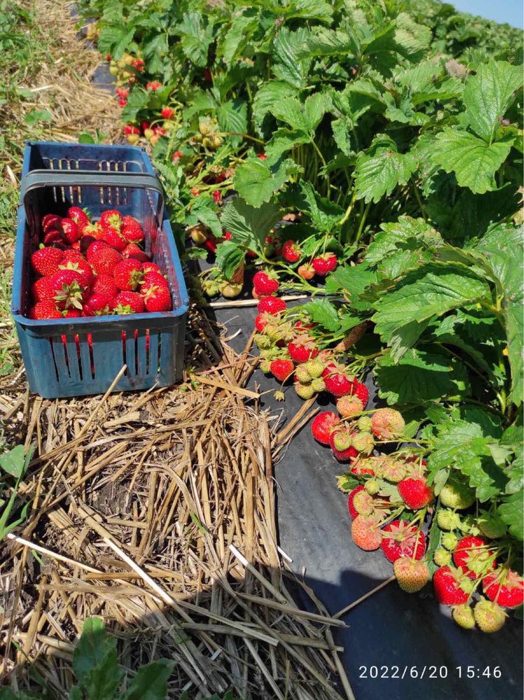 Продам саджанці полуниці