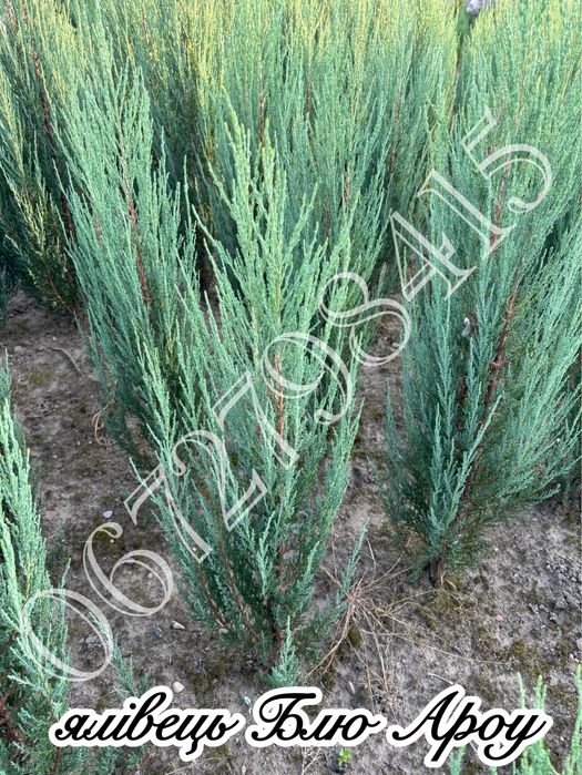 Ялівець Мунглоу, Блю Ароу, кипарисовики.