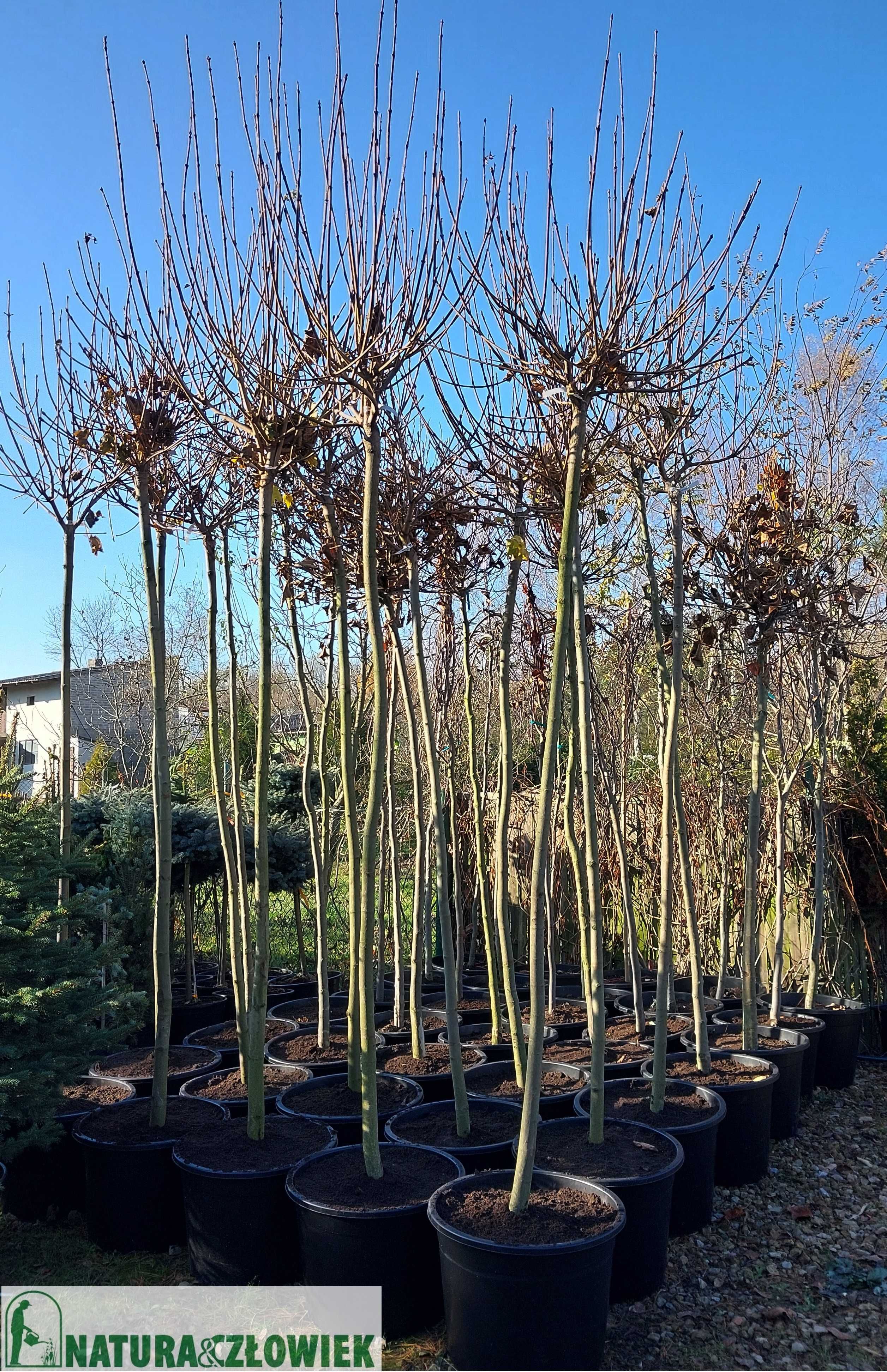 Drzewa alejowe  duże pierśnice 14cm Klon 'Globosum'