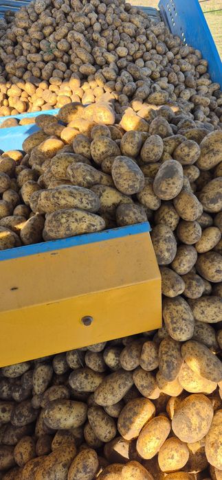 Ziemniak Queen Anne pakowane po 15kg