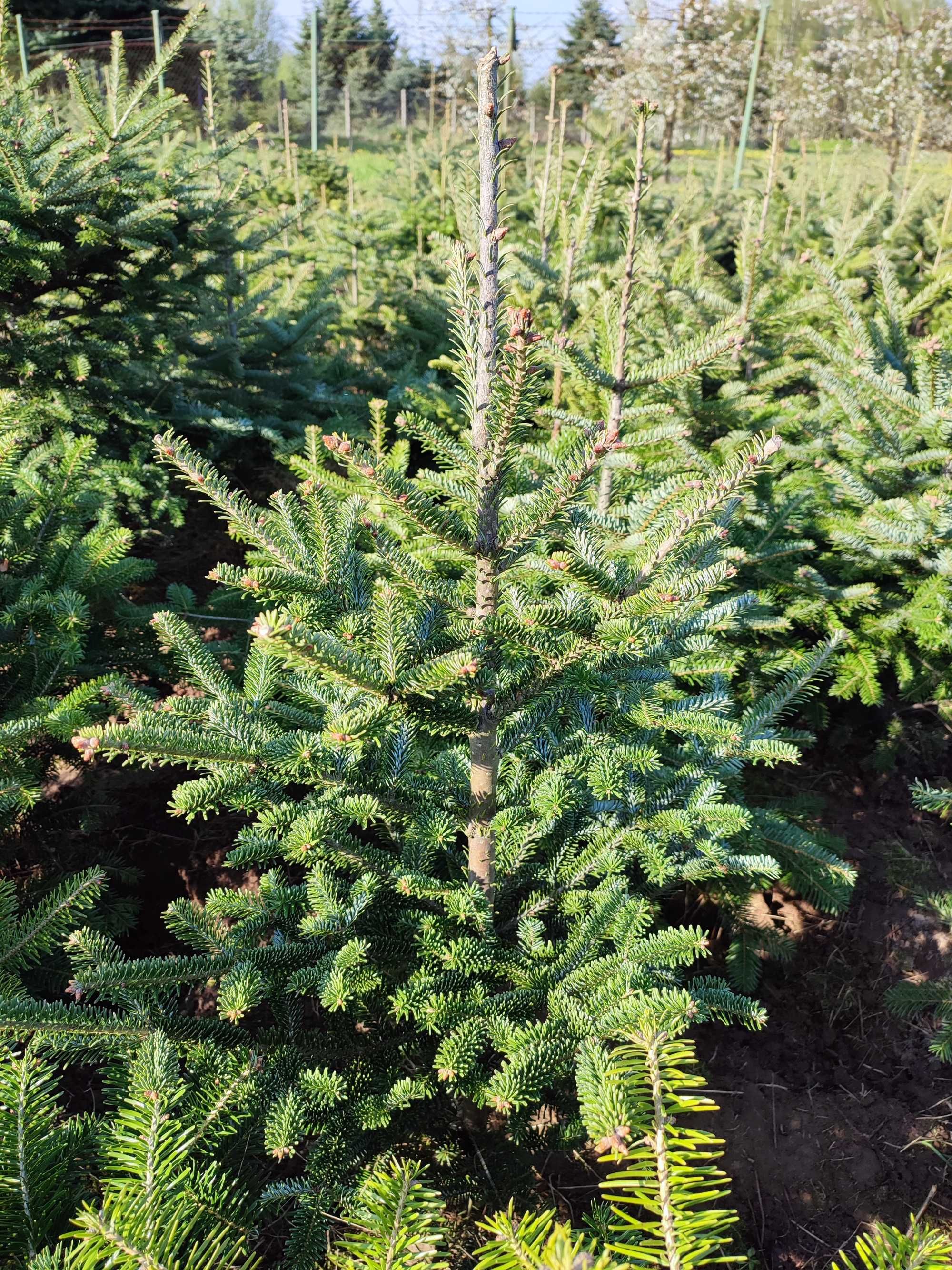 Jodła frasera - Abies fraseri / szkółkowana / 7 letnia