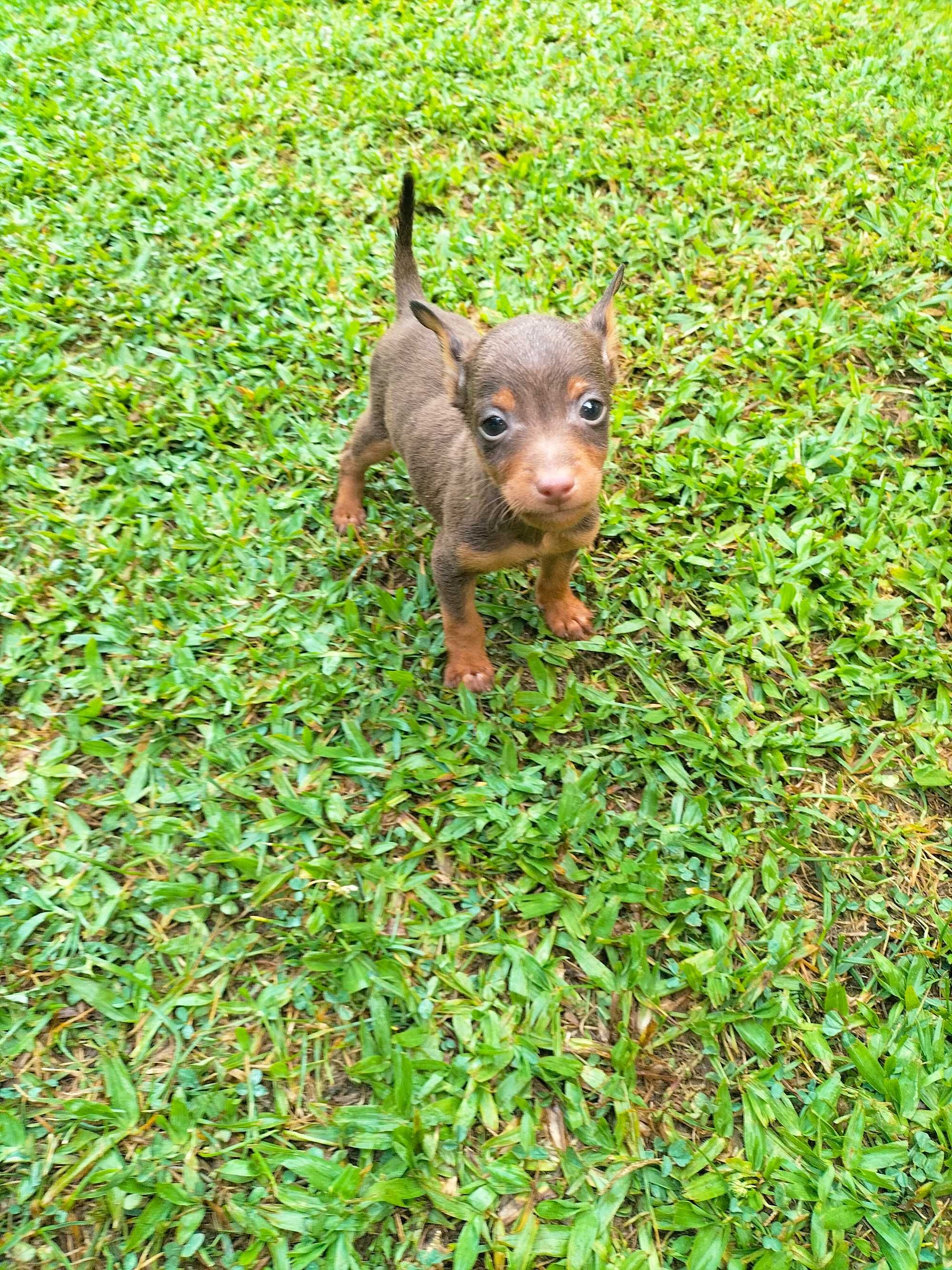 Pinscher chocolate macho