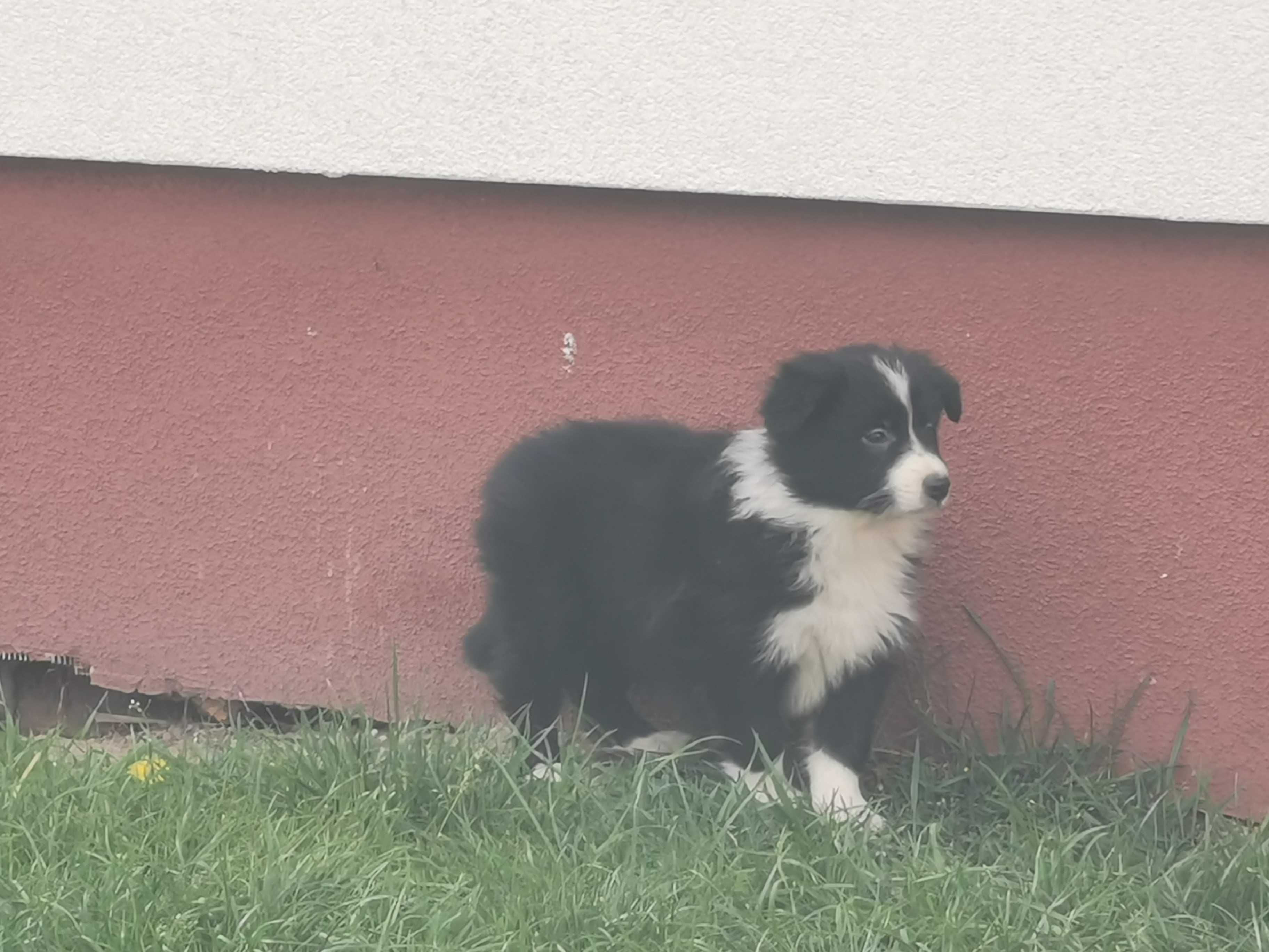 Border Collie piesek szczeniak