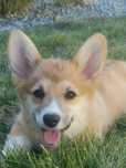 Welsh Corgi Pembroke
