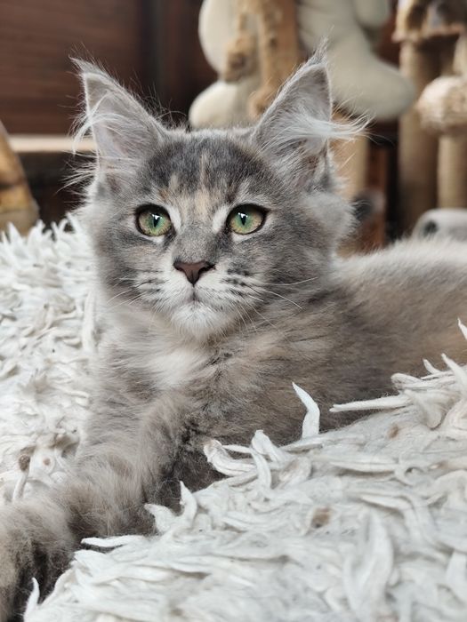 Śliczna szylkretowa koteczka  Maine Coon LATIKA Ashantu*PL