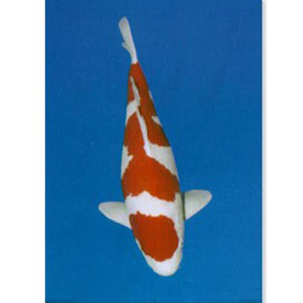 Carpas koi japonesas