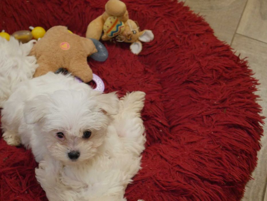 Maltańczyk -Mini sunia