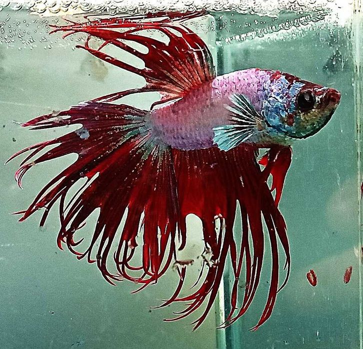 Bojownik strzępiasty samiec