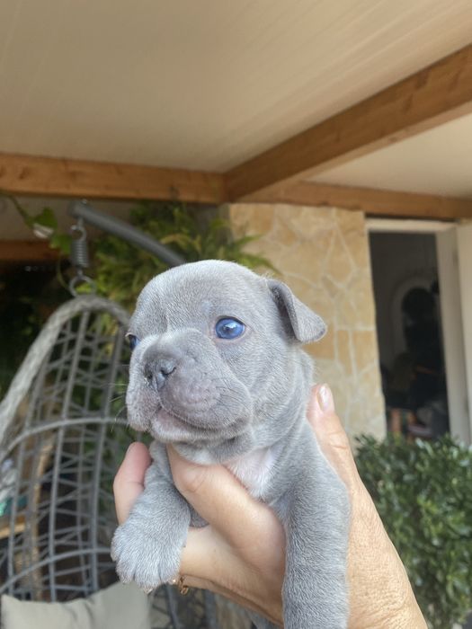 Bulldog francês blue e merle