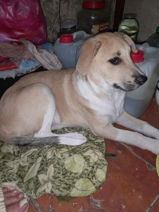 Песик метіс 3 місяці.