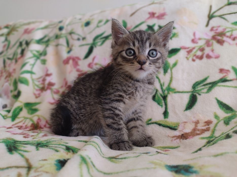 Kociaczki 3 miesięczne  do adopcji