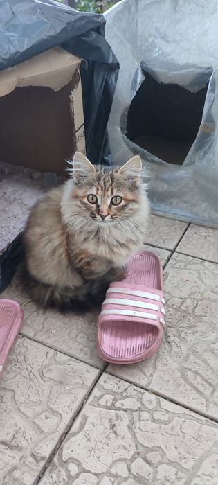 Віддам в добрі руки