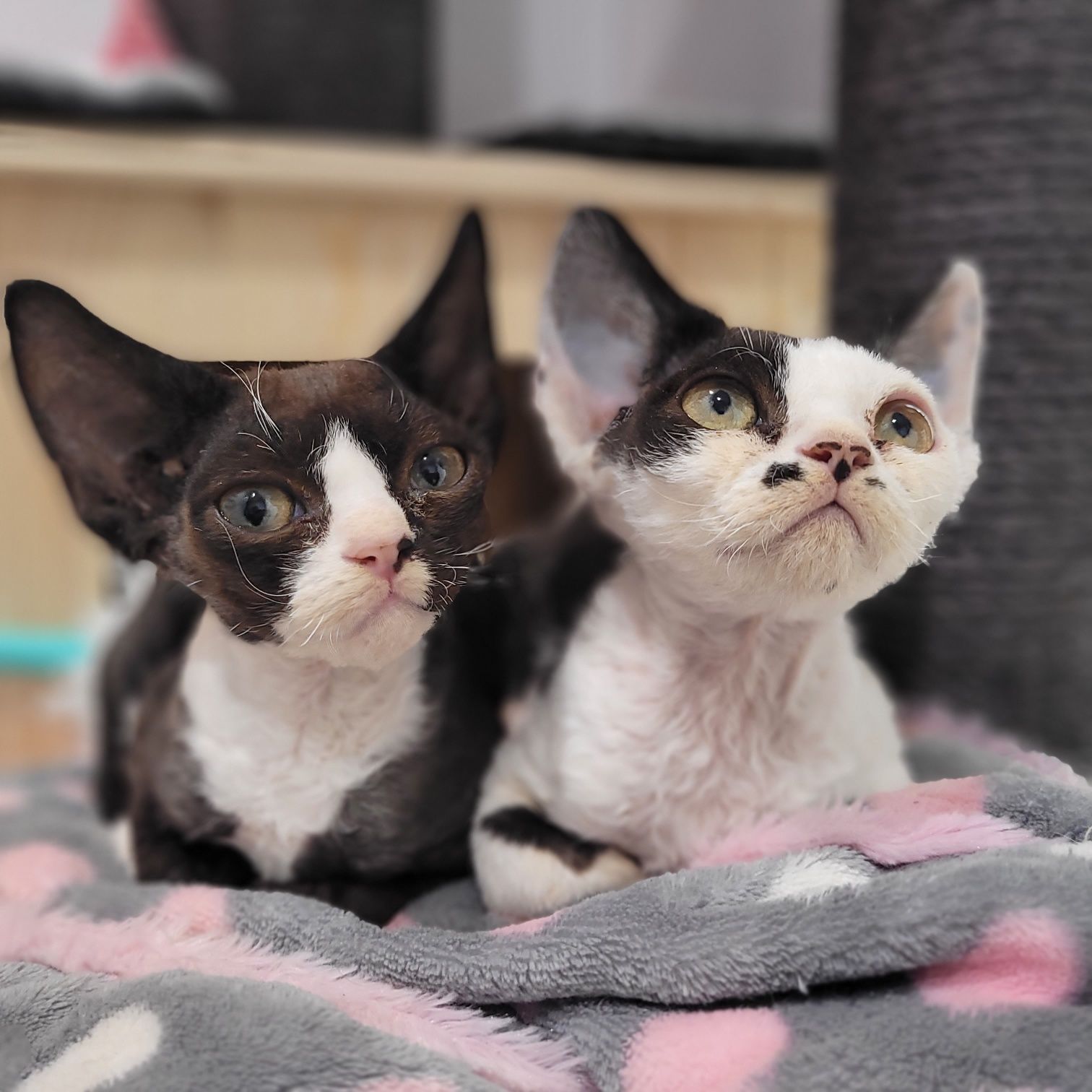 Devon rex cudny kocurek