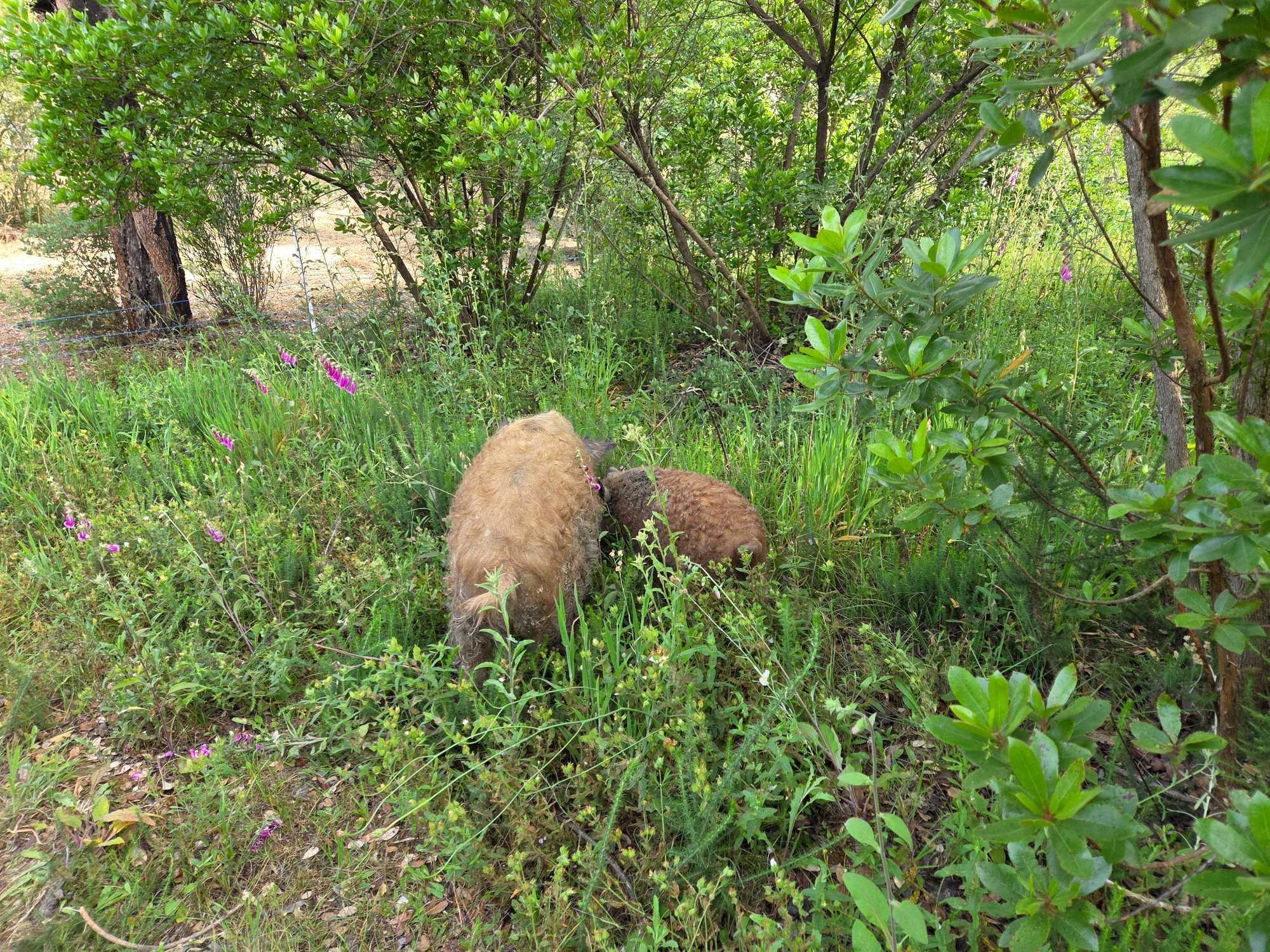 Porco ovelha (Mangalitsa)