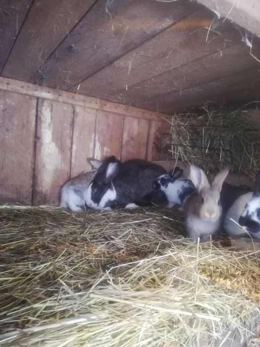 Sprzedam samiczke holenderska z 8 młodymi