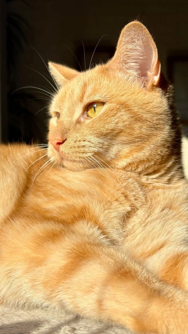 Присмотр за кошками и котиками. Одесса. 
Персональная котоняня
