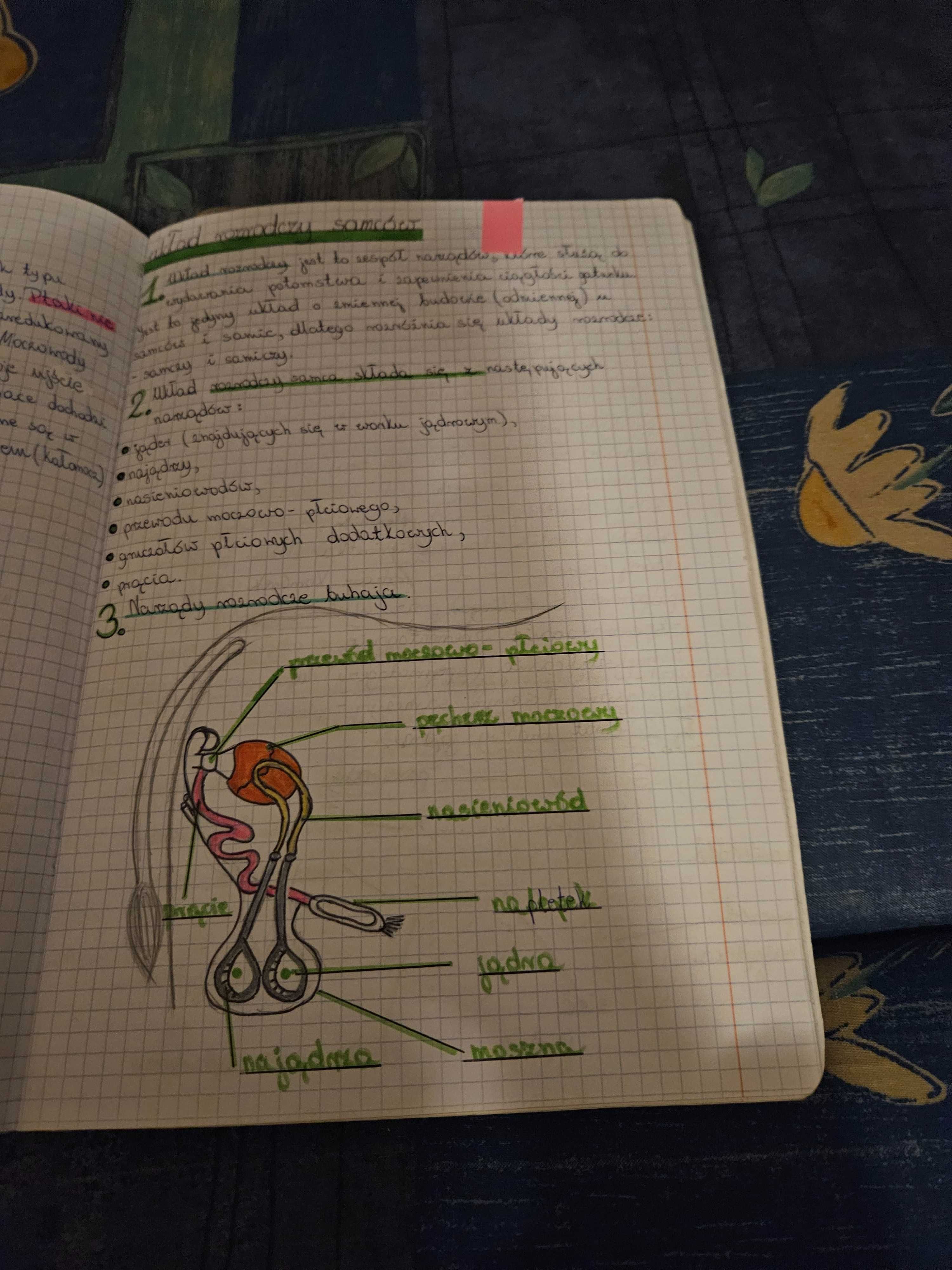 Anatomia zwierząt