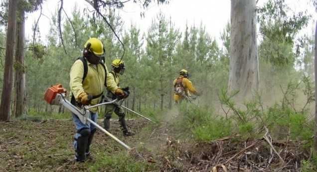 Serviços de Jardinagem e limpezas  de matas