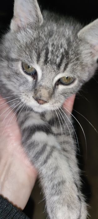 Котенок- девочка 3-4 месяца в хорошие руки