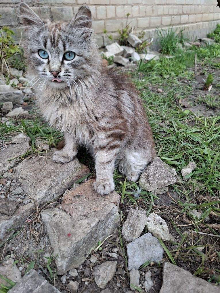 Кіт ніжний муркотун , котик шукає родину