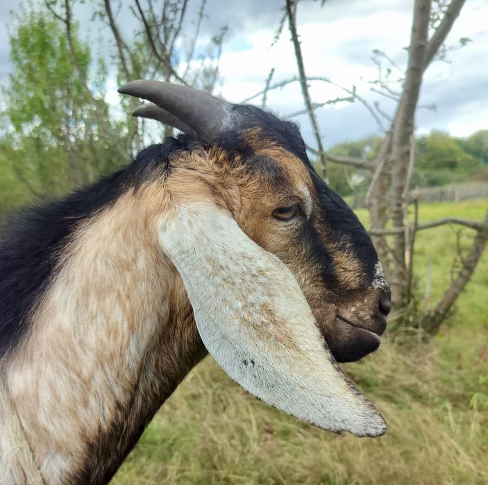 Цап Англо-нубієць на паровку