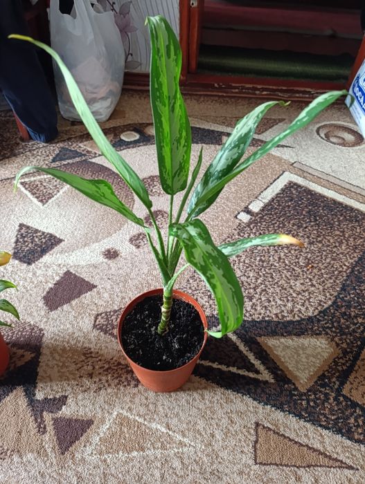 Продам рослини аглаонеми