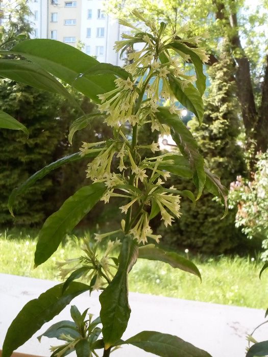 Jaśmin z Turcji prawdziwy (sadzonki) kwitnie całe lato - Cestrum Noctu