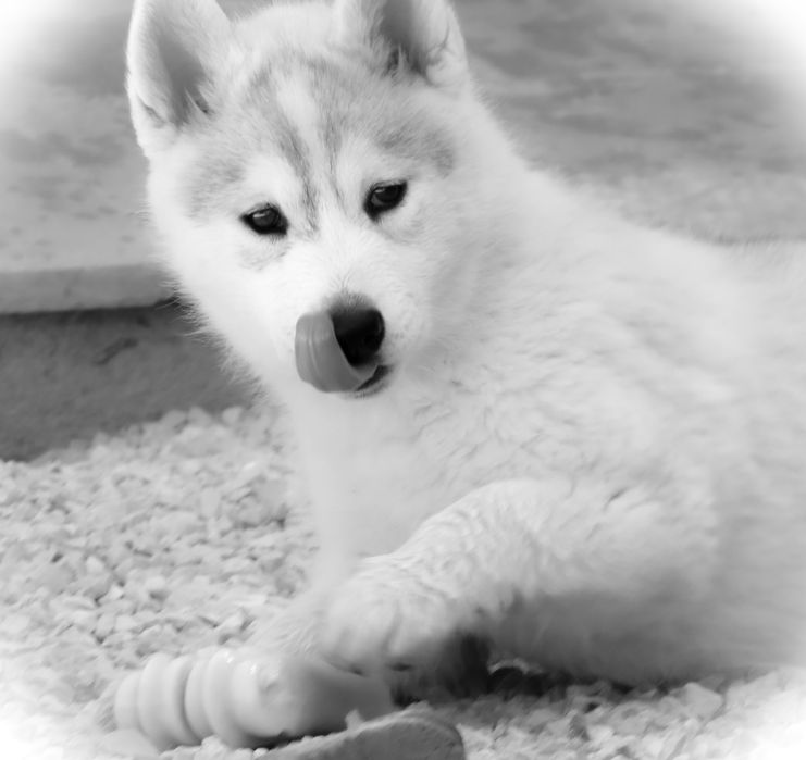 Husky Siberiano - LOP