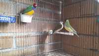 Diamantes gould novos