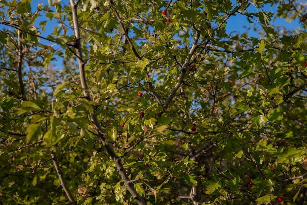 Głóg Jednoszyjkowy (Crataegus Monogyna) 90-120 cm, z gruntu