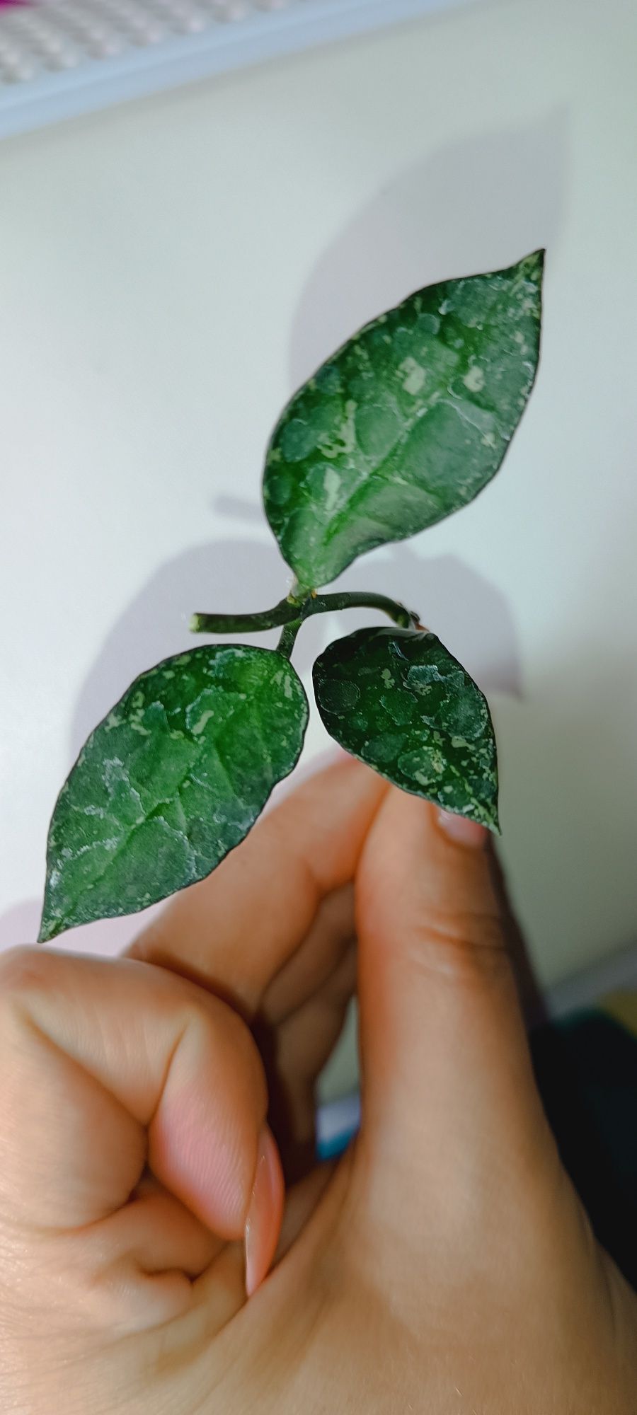 Hoya hoja lacunosa zebra Splash