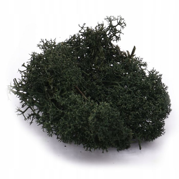 Mech chrobotek - ciemnozielony - 0354