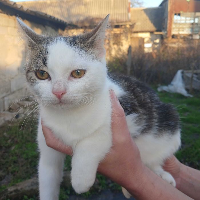 Віддамо кошенят в добрі руки