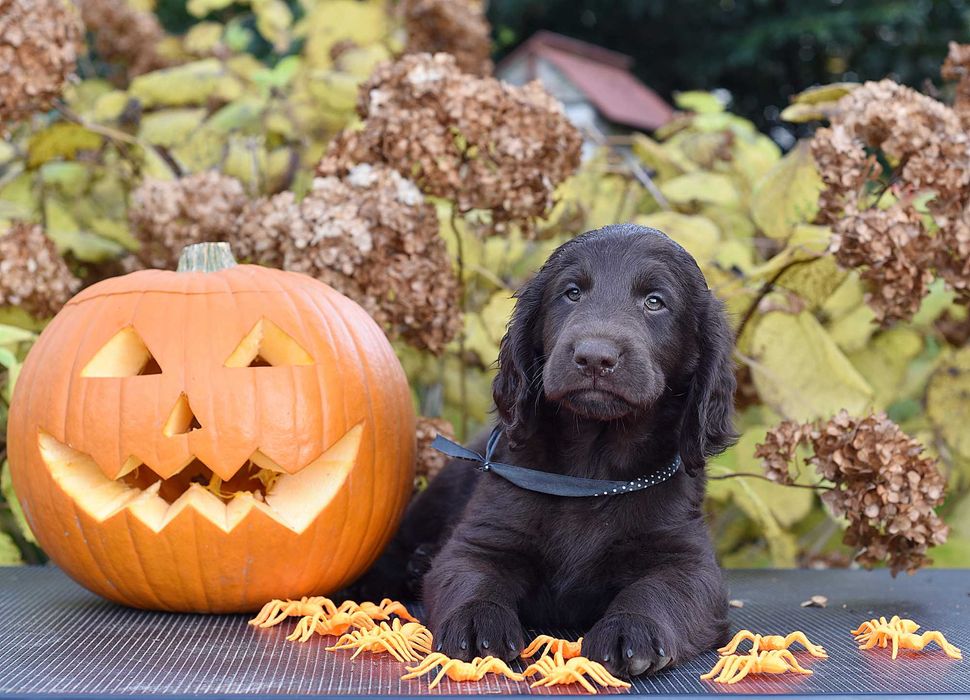 Flat Coated Retriever - wątrobiany samiec, już do odbioru ZKwP/FCI