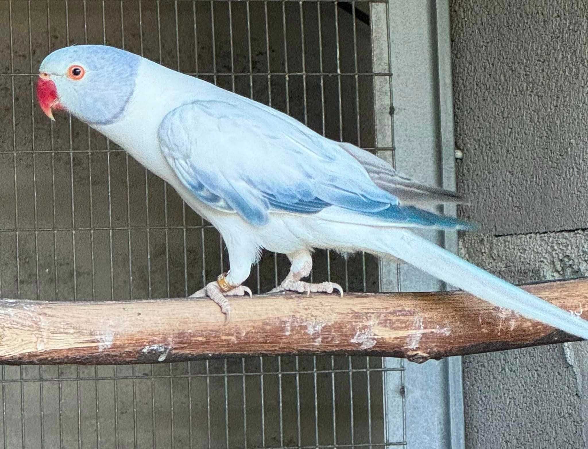 Opaline Cleartail