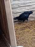 Witam sprzedam koguta ayam cemani