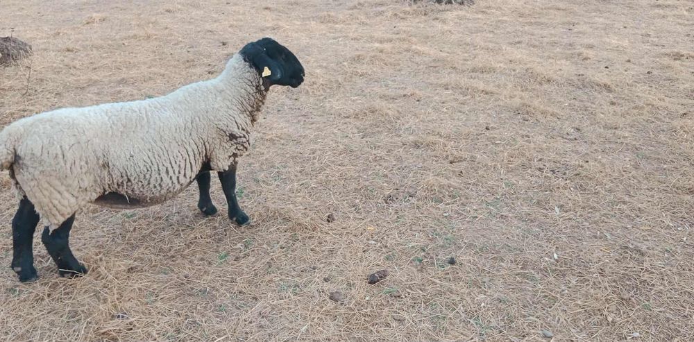 Ovelha Suffolk Inglesa