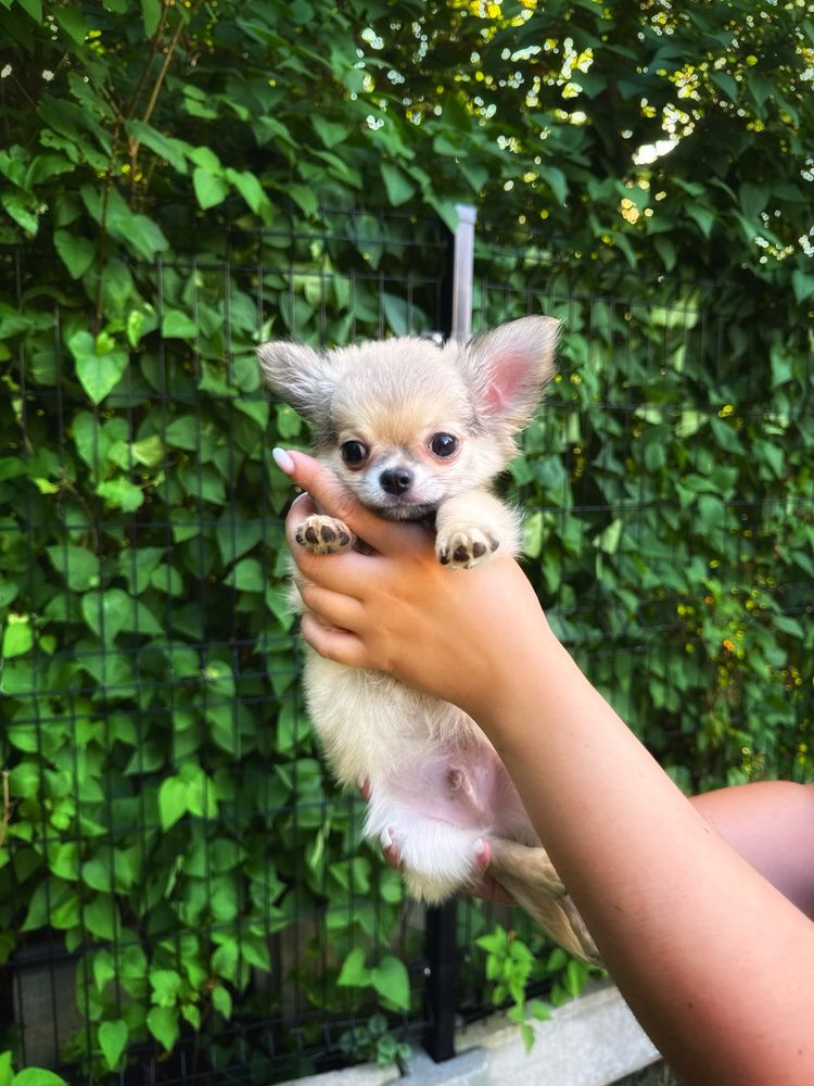 Gotowy do odbioru ! Chihuahua długowłosy chłopiec ZKwP FCI