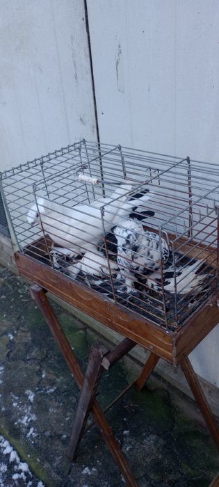 Gołębie ozdobne Turkoty niemieckie dwuczube Sztrasery