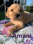 Amani złota sunia golden retriever