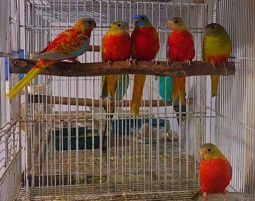 Aves em excelente estado