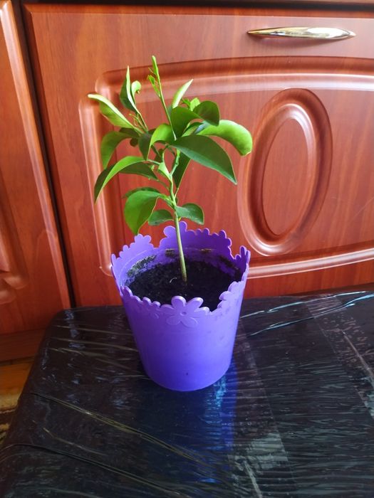 Продам мандарин в горщику